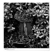 Detail of Fungus April, 1965 print