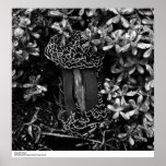 Detail of Fungus April, 1965 Posters