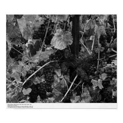 Detail of Grapes, Draper Vineyard, Napa, 1966 Poster by ucrcmp