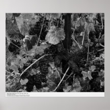 Detail of Grapes, Draper Vineyard, Napa, 1966 Poster