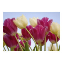 Detail of tulips. Credit as: Don Paulson /