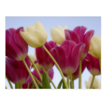 Detail of tulips. Credit as: Don Paulson / Postcards