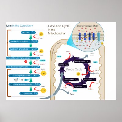 Respiration Diagram