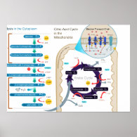 Detailed Diagram of Cellular Respiration Posters