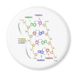 Detailed Diagram of the Chemical structure of DNA Magnet