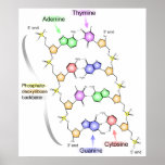 Detailed Diagram of the Chemical structure of DNA posters