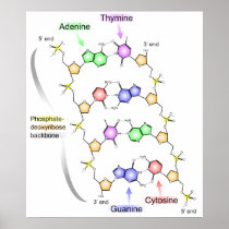Detailed Diagram of the Chemical structure of DNA Posters