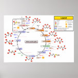 Detailed Diagram of the Citric Acid Cycle posters