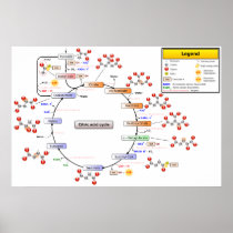 Detailed Diagram of the Citric Acid Cycle Poster