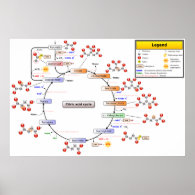 Detailed Diagram of the Citric Acid Cycle Poster