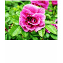 Detailed Image Of Rose Flower 3 t-shirts by lifesphere Detailed Image Of Rose Flower 3 t-shirts