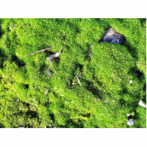Detailed Photo Of Green Moss photo sculptures by lifesphere Detailed Photo Of Green Moss photo sculptures