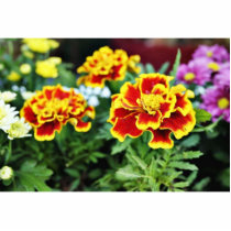 Detailed Photo Of Several American Marigold Flower photo sculptures