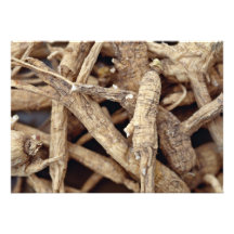 Wisconsin Ginseng Root For Sale