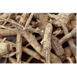 Detailed shot of northern Wisconsin ginseng root