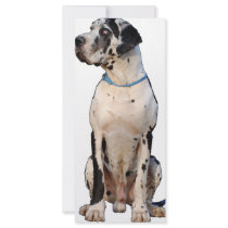 Deutsche Dogge gefleckt rack cards by doggenhaus Deutsche Dogge gefleckt rack cards