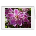 Deutzia cards by johnforbes Deutzia cards