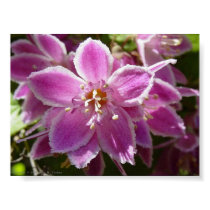 Deutzia posters