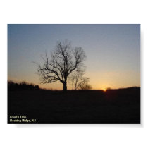 Devil's Tree Poster