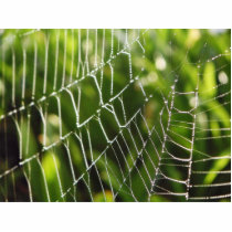Dew And Spiderwebs photo sculptures