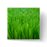 Dew Pinback Buttons