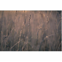 Dew-covered grass at dawn photo sculptures