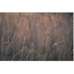 Dew-covered grass at dawn photo sculptures