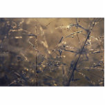 Dew-covered grass at dawn photo cut out
