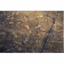 Dew-covered grass at dawn photo cut out