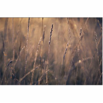 Dew-covered grass at dawn photo sculpture