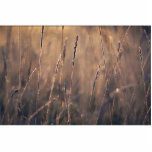 Dew-covered grass at dawn photo sculpture