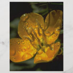 Dew Covered Yellow Flower Full Color Flyer