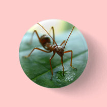 "Dew Drop Drink" Eco Pin buttons