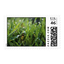 Dew Drop Grass gardening postage stamps stamps