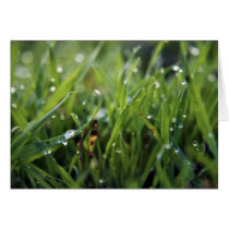 Dew Drop Grass Greetings Card