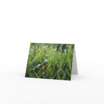 Dew Drop Grass note card