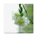 Dew Drop Magnet