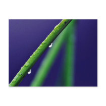 Dew Drop On Green Grass postcards by lifesphere Dew Drop On Green Grass postcards