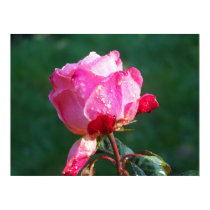 Dew Drop Rose posters