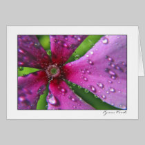 Dew Drops an a Pink Flower cards