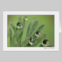 Dew Drops cards