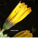 Dew Drops on a Yellow Daisy - Coaster zazzle_coaster