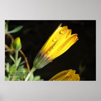 Dew Drops on a Yellow Daisy - Photo Print print