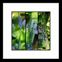 Dew drops on grass posters