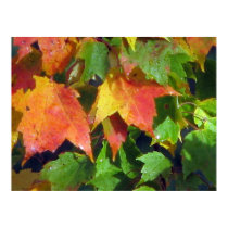Dew Drops on Maple Poster posters