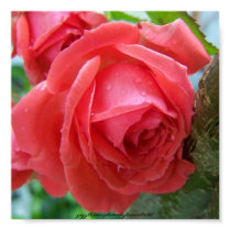 Dew-drops on Rose posters