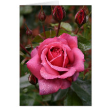 Dew Kissed Pink Rose Card