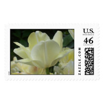 dew kissed tulip postage
