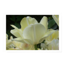 dew kissed tulip print