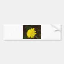 Dew on a Dandelion Bumper Sticker